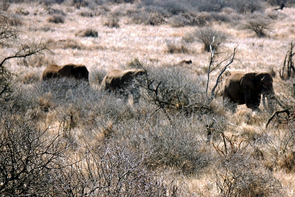 Kenia (47).jpg
